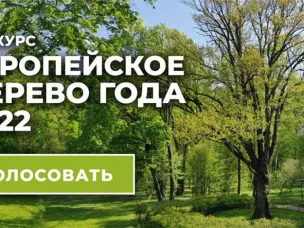 Голосуем за Тургеневский дуб – представителя России на международном конкурсе «Европейское дерево года 2022»!
