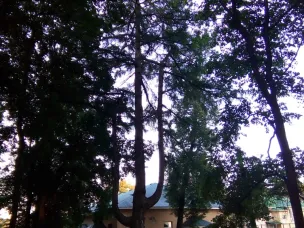 Дереву, произрастающему в Нижегородской области,  присвоен статус «Дерево – памятник живой природы»