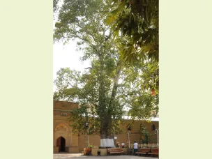 «Древний платан» из Республики Дагестан нуждается в поддережке россиян на международном конкурсе «Европейское дерево года – 2021».