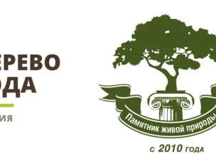 Продолжается голосование за главное дерево страны  "Деревья - памятники живой природы"